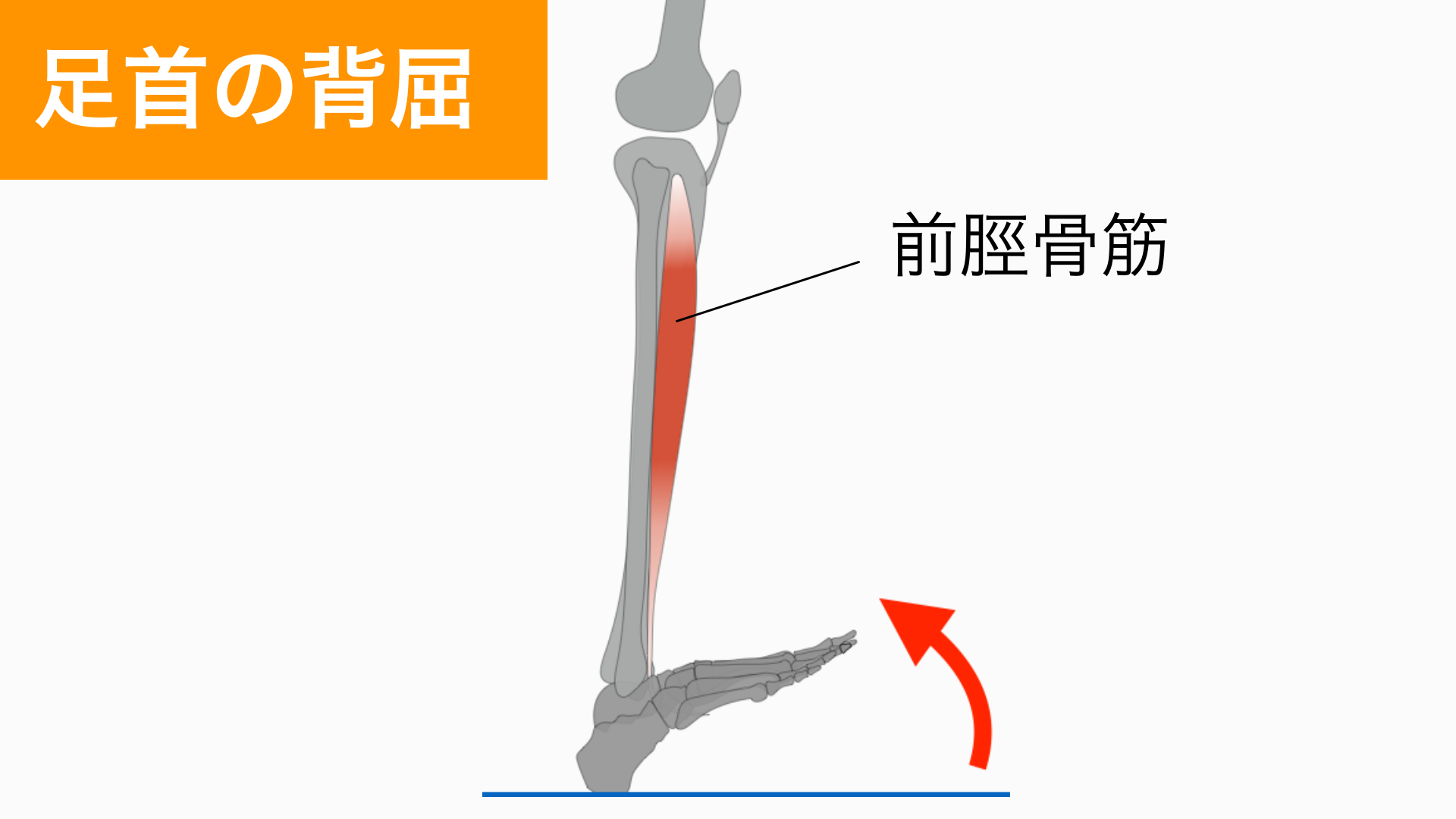 足関節の背屈　前脛骨筋